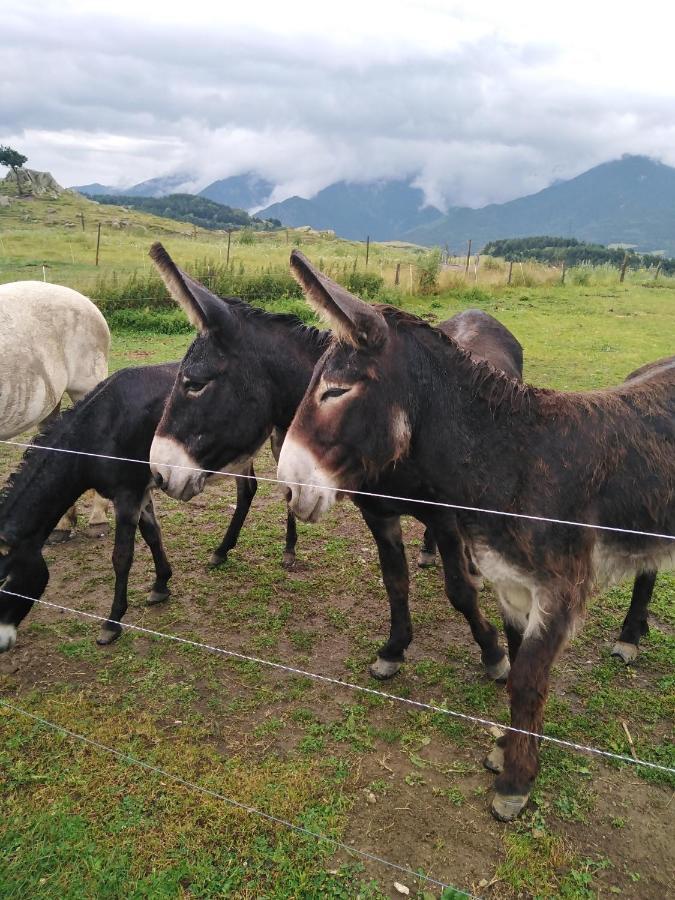 Font-Romeu Via Odeillo Jolie Appartement 6 Personnes Plein Sud Eksteriør bilde